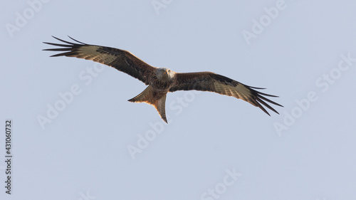 kite with wings spread soaring against light blue sky towards the camera © Martin Gruber