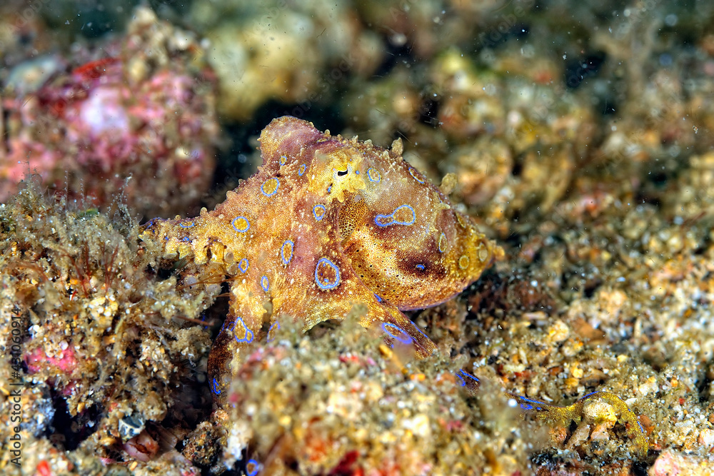 A picture of a blue ring octopus A picture of a blue ring octopus