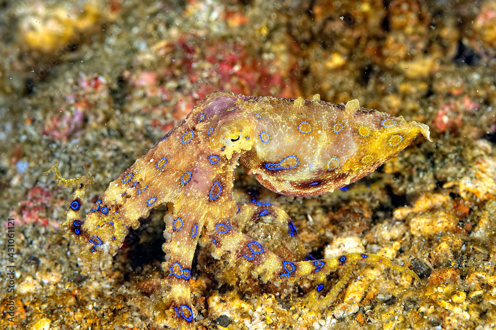 A picture of a blue ring octopus A picture of a blue ring octopus