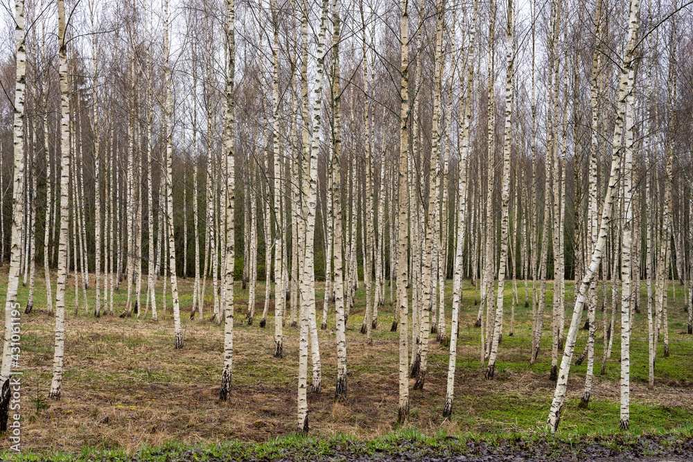 Naklejka premium beautiful birch grove in spring when a little green grass just appears