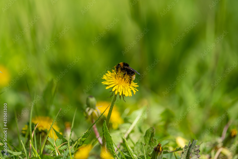 Fototapeta premium eine hummel sitzt auf einer Löwenzahnblüte