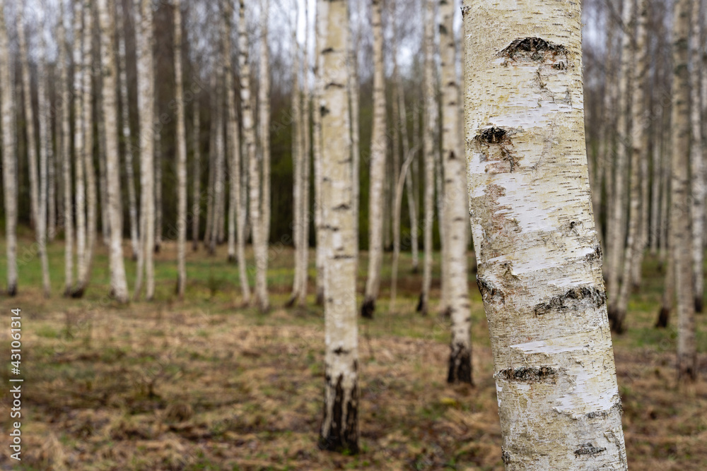 beautiful birch grove in spring when a little green grass just appears beautiful birch grove in spring when a little green grass just appears