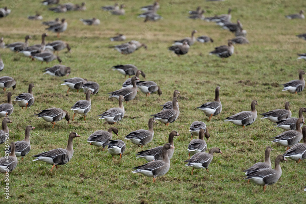Fototapeta premium a flock of migrating geese in the spring walking through a green cereal field in search of food