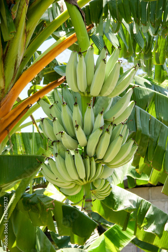 Bananas growing wild inHonduras