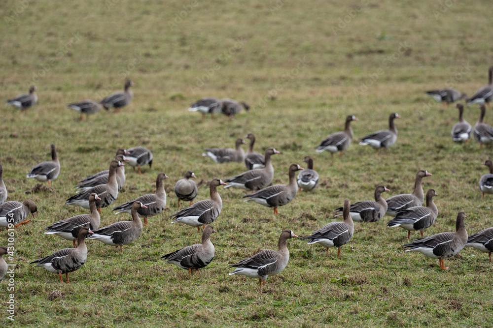 a flock of migrating geese in the spring walking through a green cereal field in search of food a flock of migrating geese in the spring walking through a green cereal field in search of food