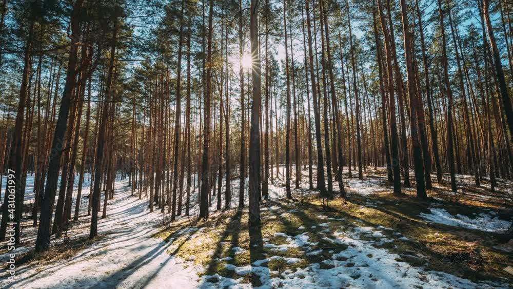 Beautiful Sunset Sun Sunshine In Sunny Early Spring Coniferous Forest. Sunlight Sun Rays Shine Through Pine Woods In Forest Landscape Partially Covered Snow In Late Autumn Or Early Winter Season Beautiful Sunset Sun Sunshine In Sunny Early Spring Coniferous Forest. Sunlight Sun Rays Shine Through Pine Woods In Forest Landscape Partially Covered Snow In Late Autumn Or Early Winter Season