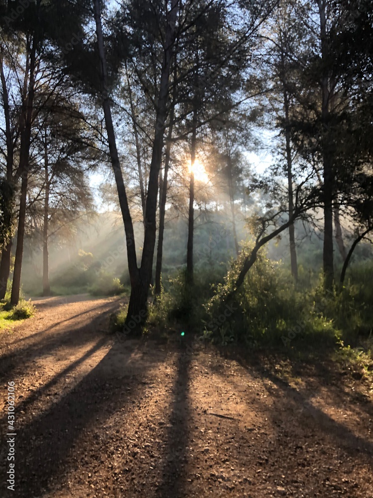 Obraz premium Three and the sun 