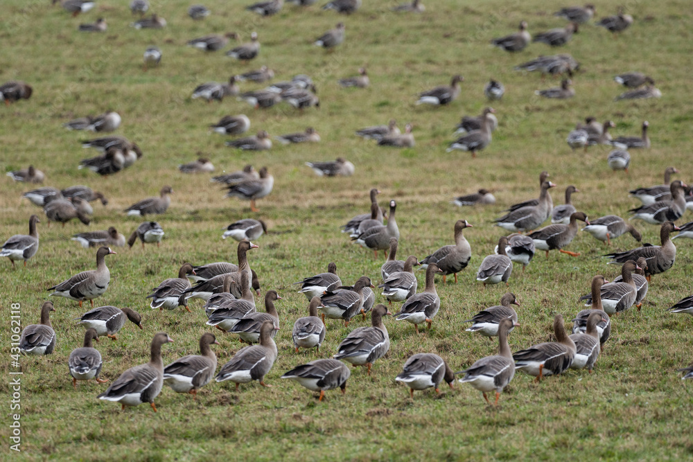 a flock of migrating geese in the spring walking through a green cereal field in search of food a flock of migrating geese in the spring walking through a green cereal field in search of food