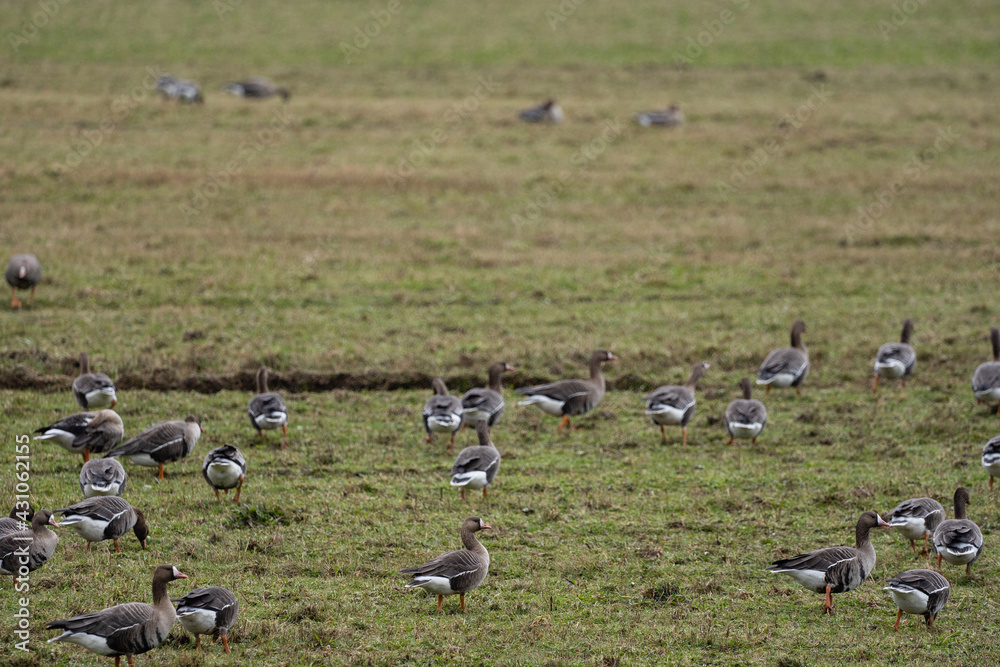 a flock of migrating geese in the spring walking through a green cereal field in search of food a flock of migrating geese in the spring walking through a green cereal field in search of food