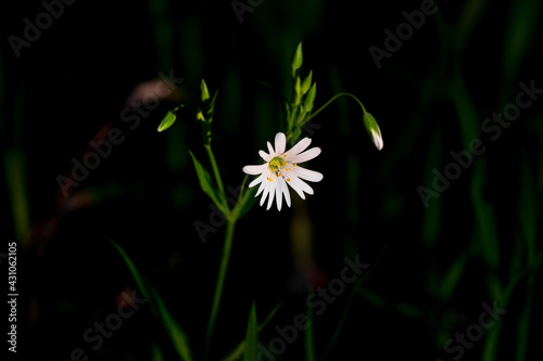 White petals of a greater stitchwort Rabelera holostea plant photo