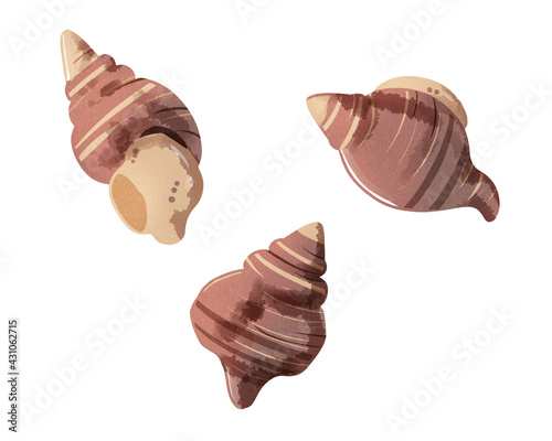 ツブガイ　水彩風