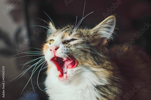 Fototapeta Naklejka Na Ścianę i Meble -  A beautiful domestic cat yawns. The concept of a theme about animals.