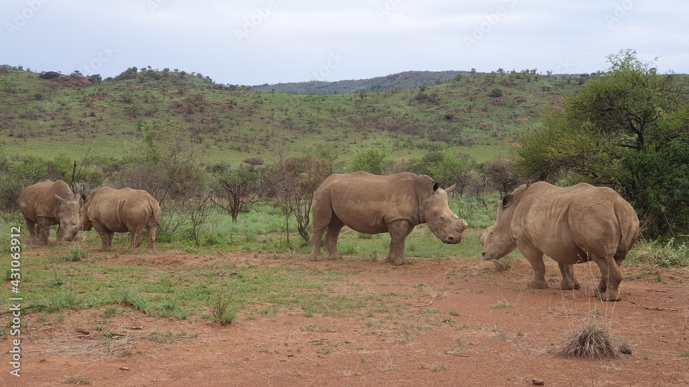 White Rhino Youngsters