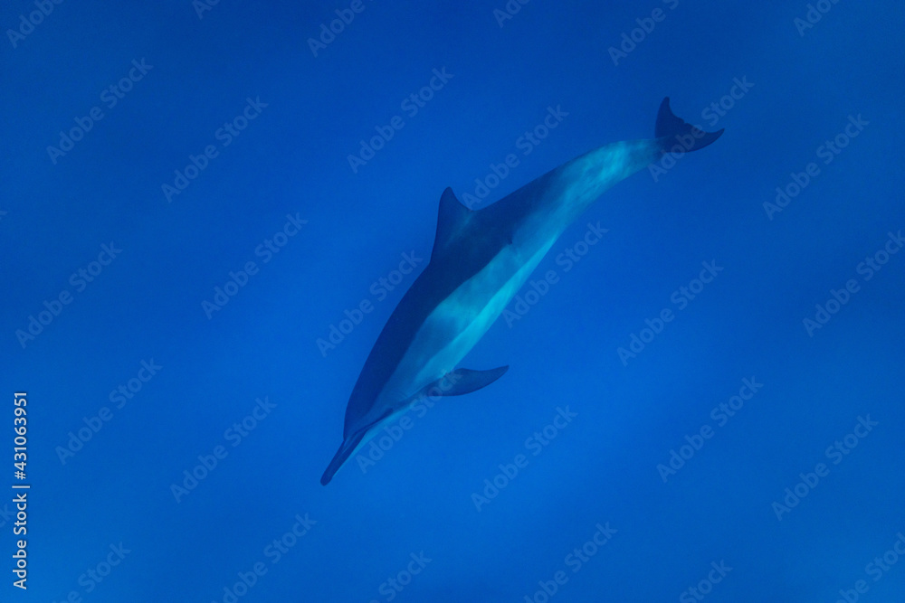 Obraz premium Hawaiian Bottlenose Dolphin Pod