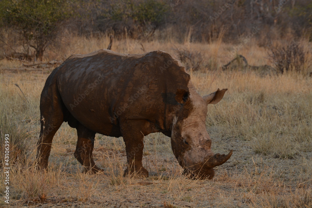 Fototapeta premium White Rhino with Horn