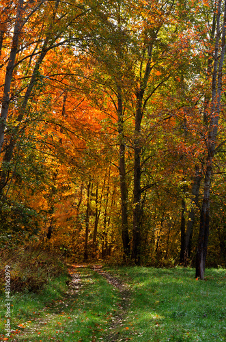 Autumn landscape with vertical orientation, the road going into the autumn forest. High quality photo © Svetlana