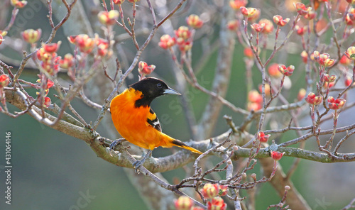 A brightly colored Baltimore Oriole of orange and black sits on a dogwood tree. photo