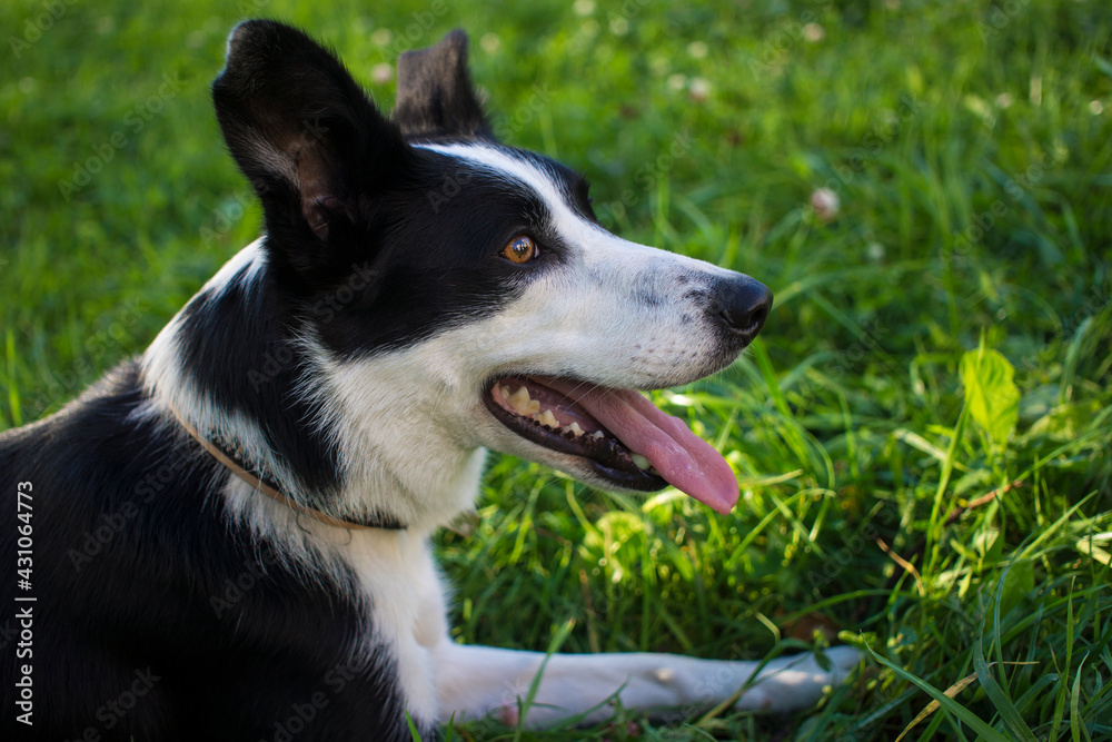 border collie dog spring portrait walking in green fields border collie dog spring portrait walking in green fields