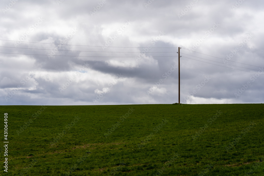 large green cereal field landscape with electric pole and wires