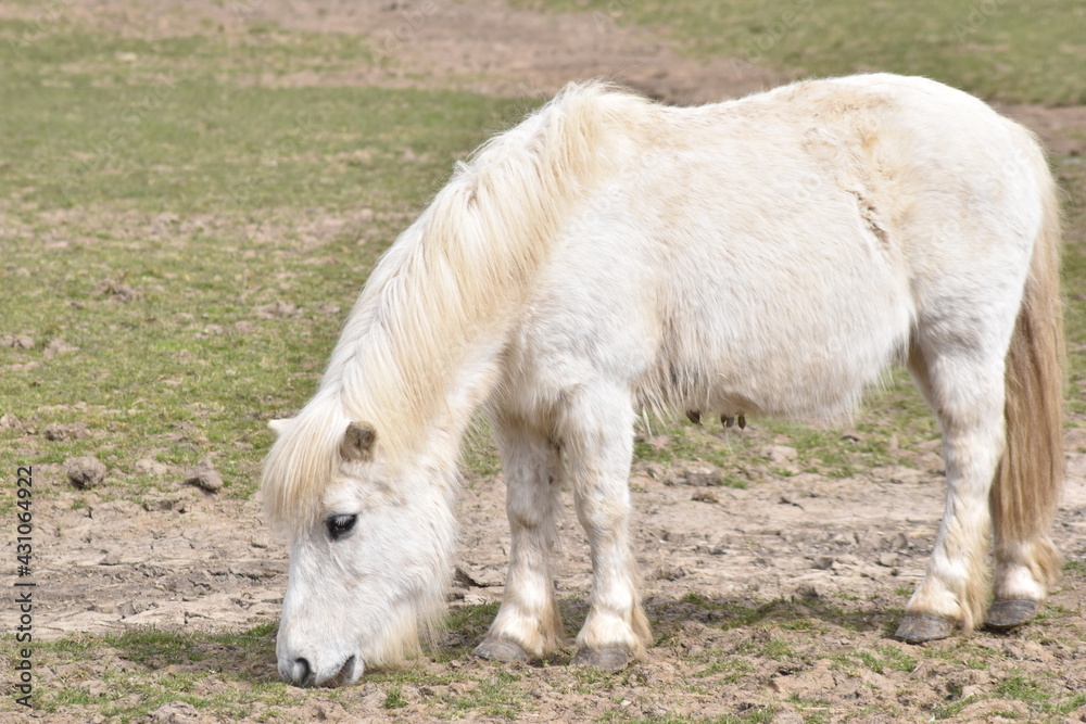 Fototapeta premium Horses and Donkeys at the animal sanctuary.