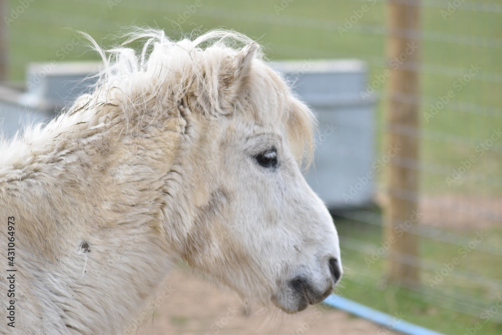 Horses and Donkeys at the animal sanctuary. Horses and Donkeys at the animal sanctuary.