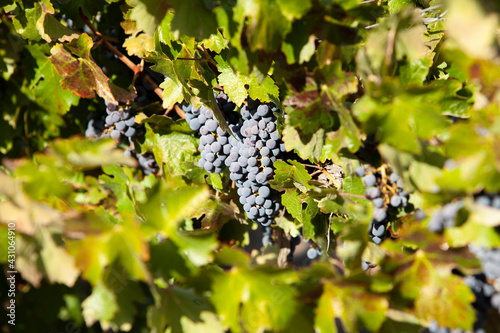Φωτογραφία purple wine grapes and green grape leaves on the vine in a vineyard