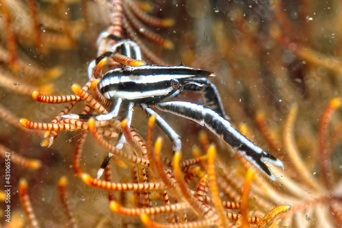A picture of a crinoid squat lobster photo