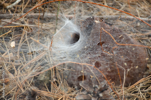 Spider web. Spider nest hole. Selective focus. Funnel weaving spider deep inside her tunnel