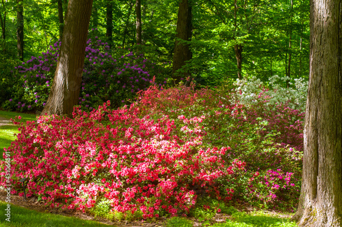 Fototapeta Naklejka Na Ścianę i Meble -  Rhododendron garden in an Ohio park