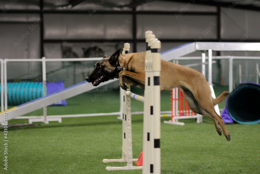 belgian-malinois-taking-a-jump-agility-dog-belgian-malinois-graceful
