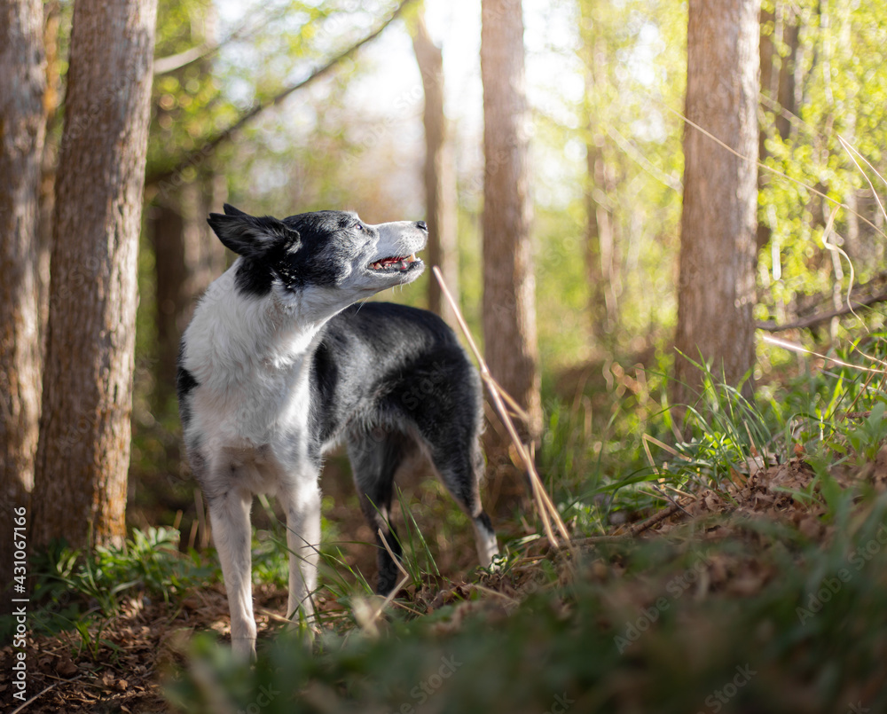 Border collie in forest looking towards the sun, woodlands, black and white dog in woods, sunny day, border collie, smooth coat border collie, trees, border collie classic markings