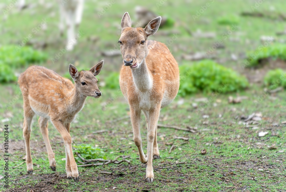 Dammtier mit Kalb in freier Natur Dammtier mit Kalb in freier Natur