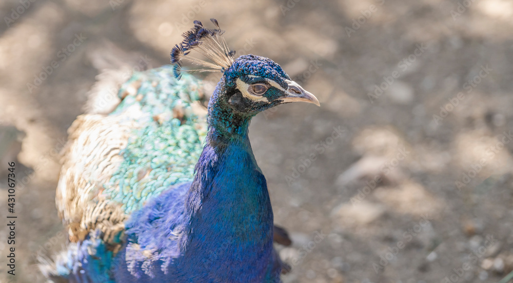 Close up of a female peacock looking around Close up of a female peacock looking around