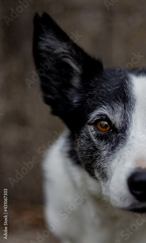 Border collie face up close, brown eyes, notched ear, working dog, beautiful dog, senior dog, classic border collie, black and white dog