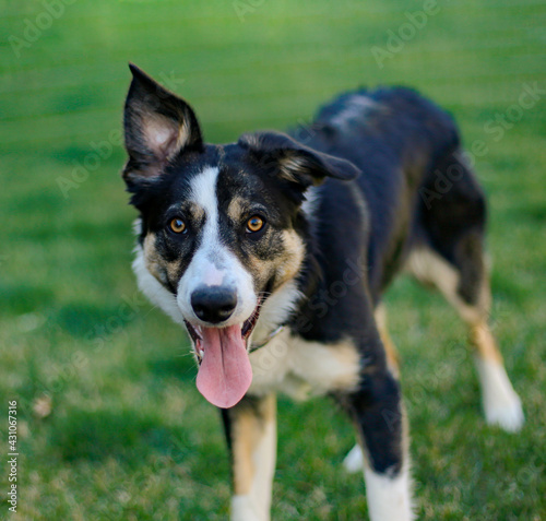Tri border collie looking at the camera