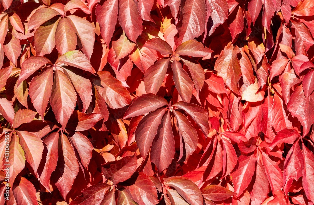 rötliche Blätter wilder Wein im Herbst vor blauem Himmel rötliche Blätter wilder Wein im Herbst vor blauem Himmel