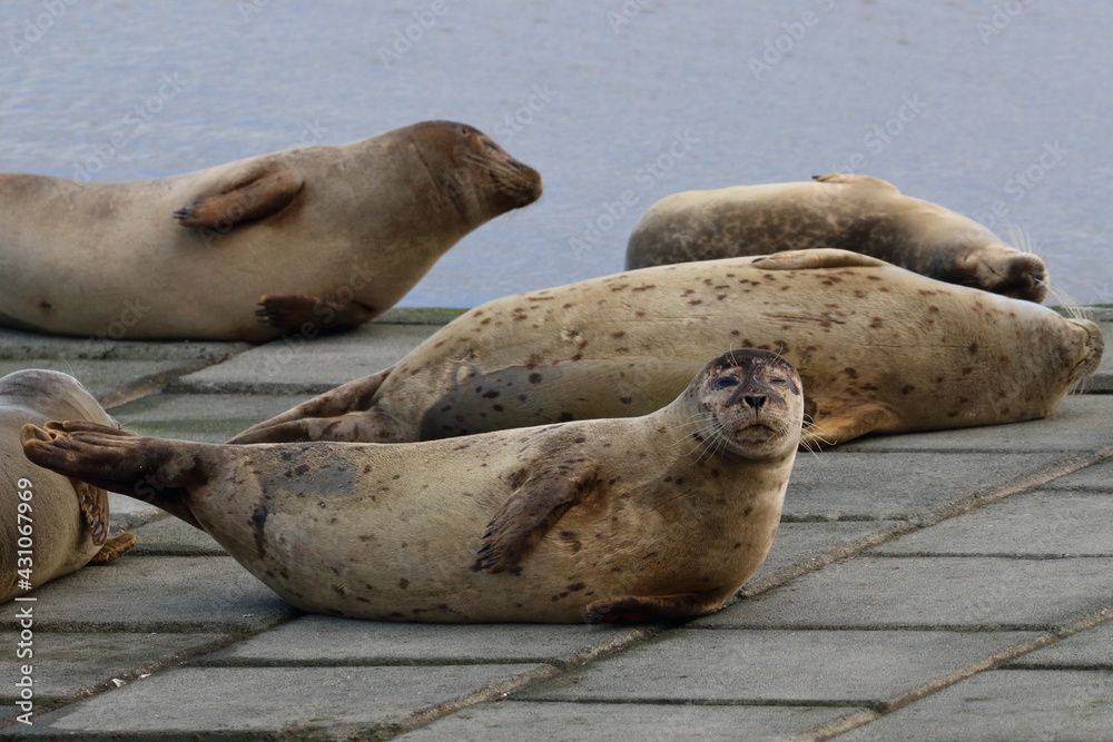 common seal common seal