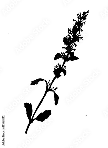 Cute black silhouette of wild field grass with leaves and small flowers isolated on white. Vector eco-friendly floral hand drawn illustration. Design element for ecology package, postcard, poster.