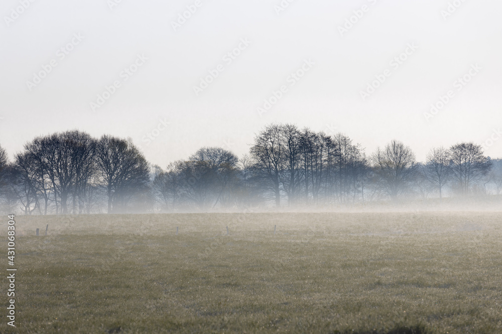 Landscape, trees on a field in fog, early in the morning Landscape, trees on a field in fog, early in the morning