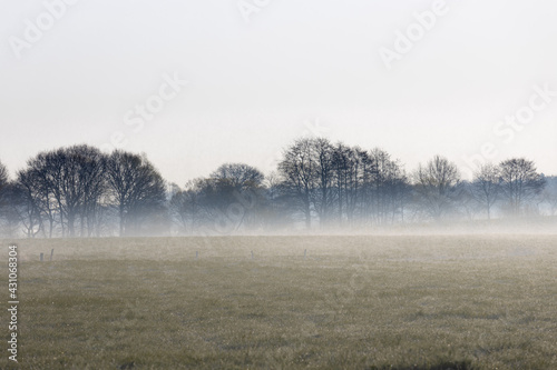 Wallpaper Mural Landscape, trees on a field in fog, early in the morning Torontodigital.ca