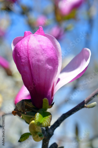 Magnolia tree flower is a large genus of about 210 flowering plant species in the subfamily Magnolioideae of the family Magnoliaceae. It is named after French botanist Pierre Magnol. photo