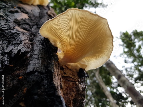 Tree mushroom in the Amazon rainforest, Brazil