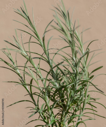 Fototapeta Naklejka Na Ścianę i Meble -  Roślina kocanka włoska Helichrysum italicum. Inne popularne nazwy to włoski kwiat słomy i nieśmiertelnik
