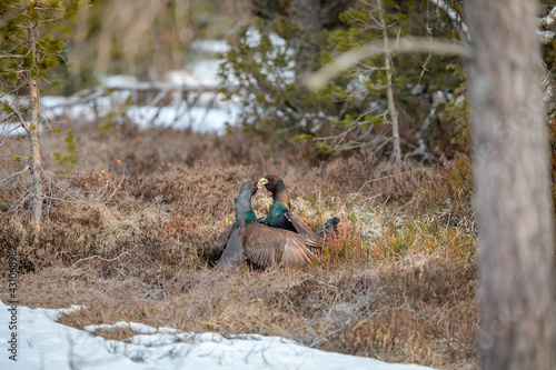 Fighting display male Capercaillie - Tetrao urogallus - forest in Norway