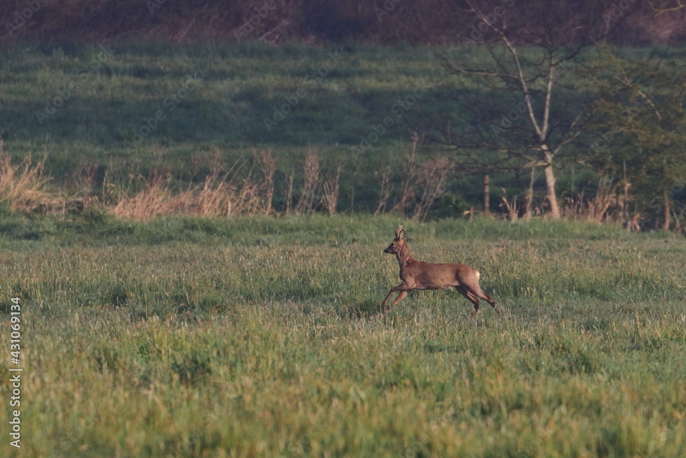 Fototapeta premium roe deer