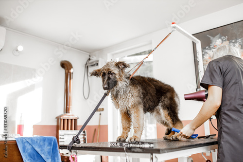 Young blond professional groomer wash and clean the German shepherd dog in the pet cosmetisc salon.The adorable and cute puppy is so shy. photo
