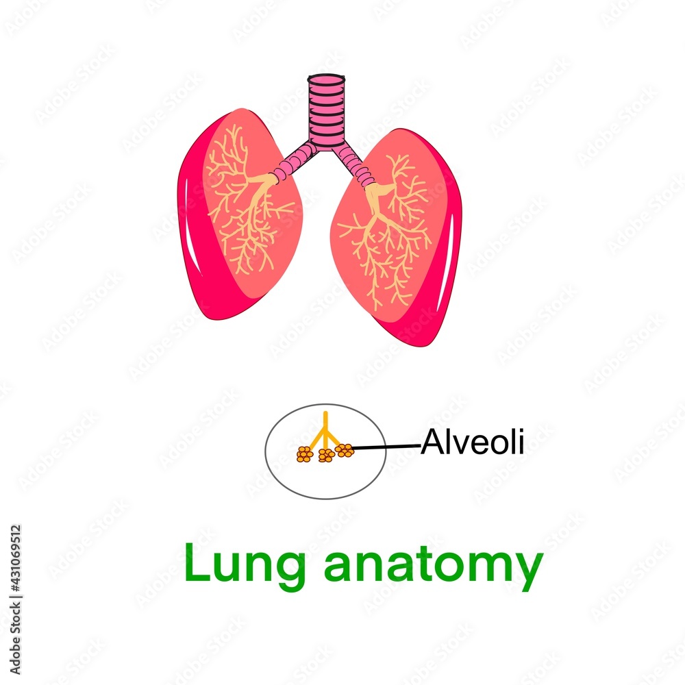 ภาพประกอบสต็อก Lung anatomy, is an organ in the chest cavity, left and