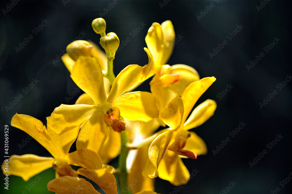 Obraz premium A picture of an orchid