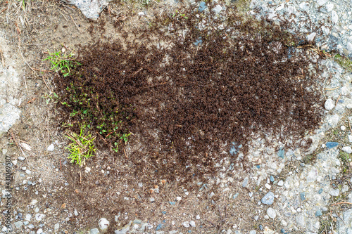 A swarm of pavement ants on an old sidewalk photo