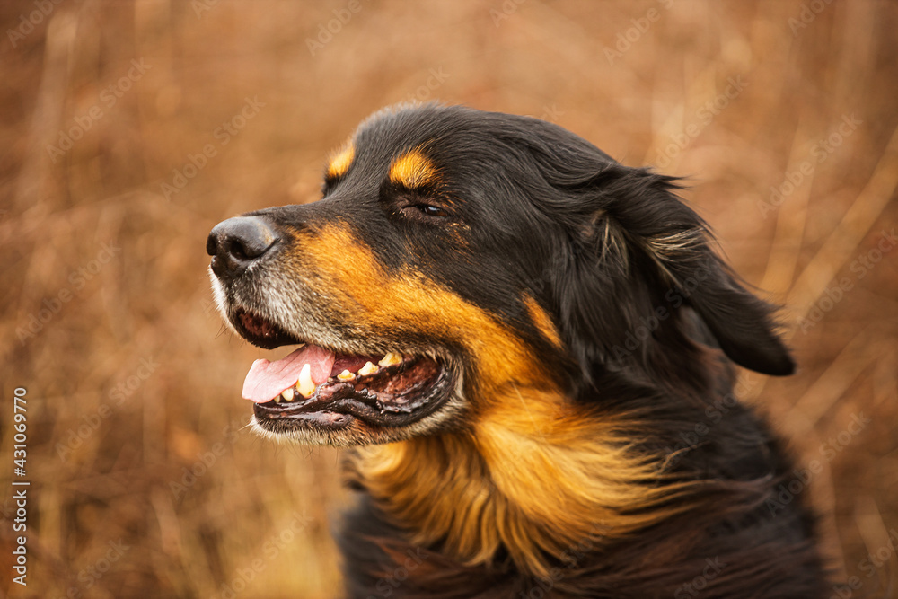 male black and gold Hovie beautiful dog close up view male black and gold Hovie beautiful dog close up view